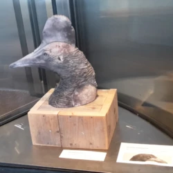 Helmkasuaris in draaideur